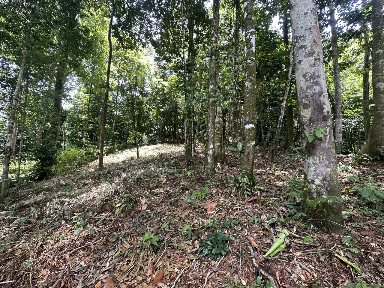 1.6 Acres Land Parcel in Ballena, Jungle Views.: Mountain Home Construction Site For Sale in Bahía Ballena - Gallery image 18
