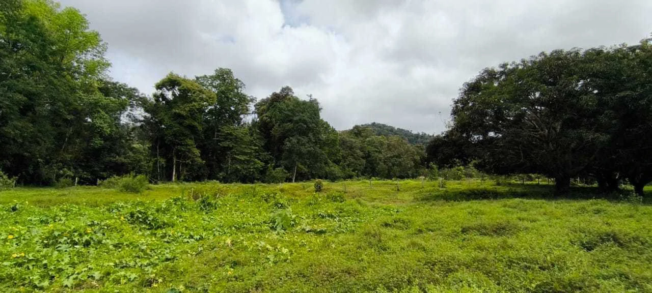 23 Acres of Paradise at Bahia Drake - Gallery image 16
