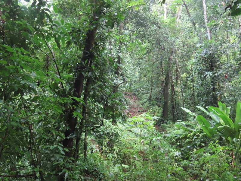 34-Acres of Forest For Sale in Riyito de Puerto Jimenez - Gallery image 9