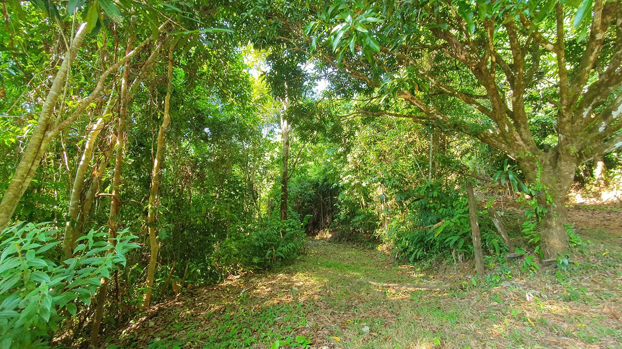 CONSERVATION AND DEVELOPMENT LAND WITH OCEAN VIEW IN SIERPE, COSTA RICA - Gallery image 7