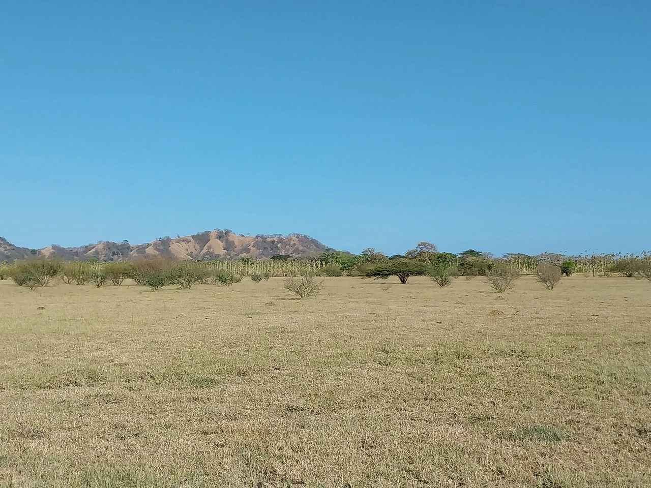 Bonita Finca de 187 Acres / 75 Ha. con Pozos y Ojo de Agua en Filadelfia - Costa Rica: Countryside, Lakefront and Riverfront Agricultural Land For Sale in Fildelfia - Gallery image 4