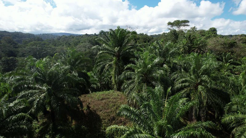 Palm Farm with Ocean View, Ideal for Ecotourism or Residential Development - Gallery image 21