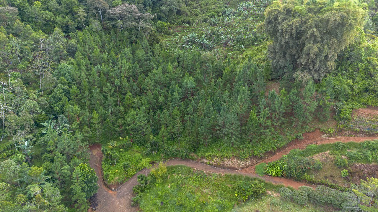 10.21 Acres with Views & Plantels – Pérez Zeledón - Gallery image 17