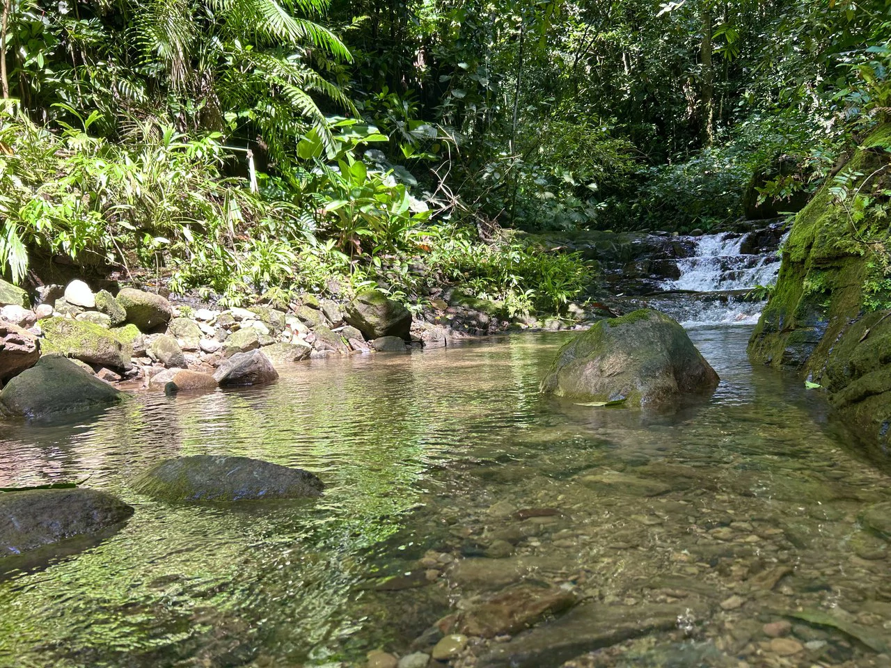 Selva Vista Estate: 5.9 Acres of Wild Beauty - Gallery image 25