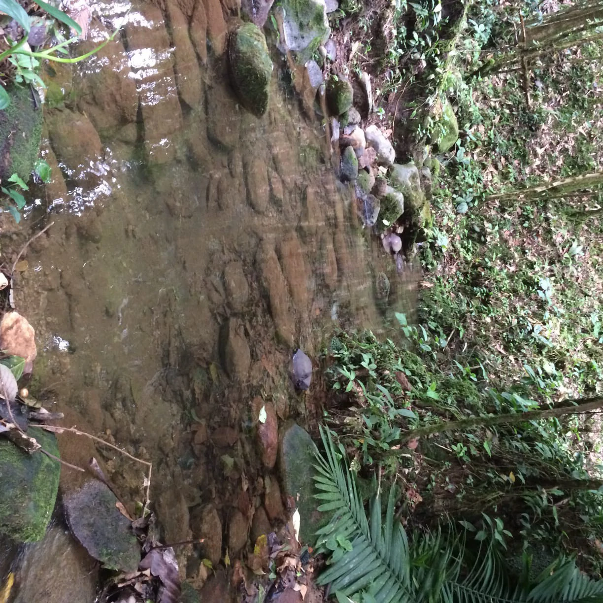 JUNGLE PARADISE: Nature Lovers Dream: 204 acres of Wilderness and a Building Pad - Gallery image 13