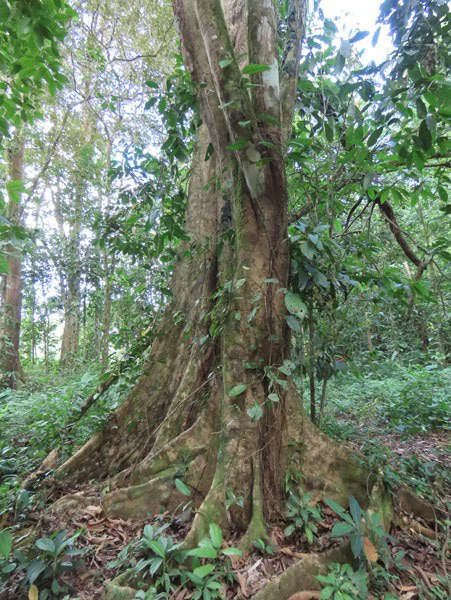 0.25 Acres Lots For Sale in La Amapola, Puerto Jimenez on Highway-245 - Gallery image 14
