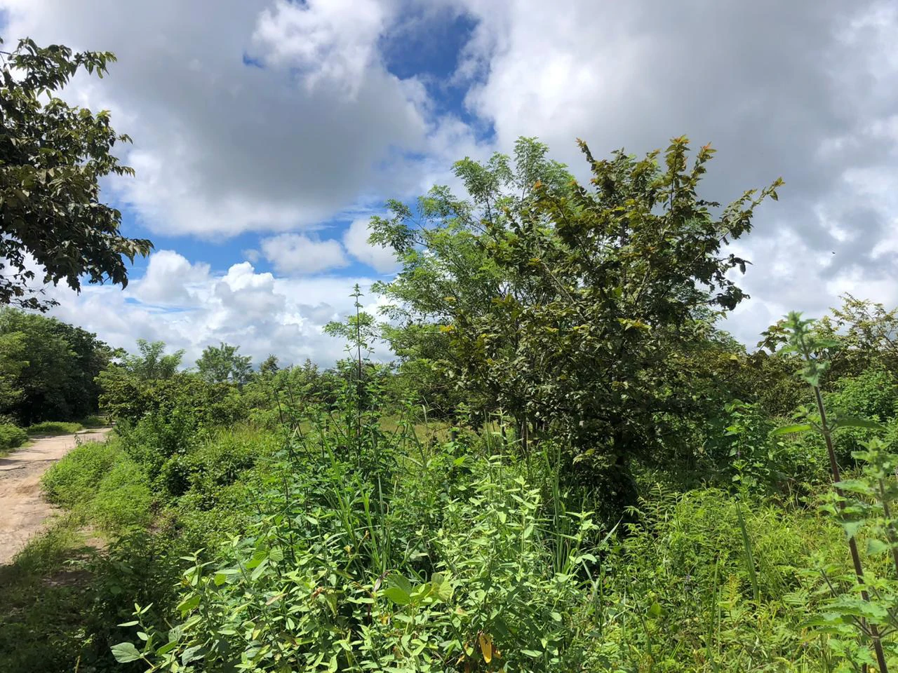 Development property for sale, Building project opportunity close to Liberia Airport and City with beautiful Flat property - Gallery image 2