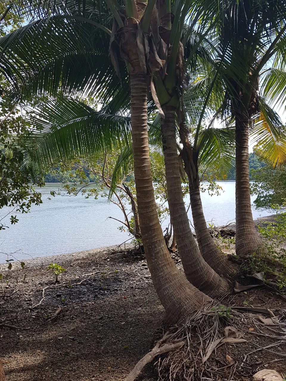 Nature Lover's Marina Resort Investment: Costa Rica South-Pacific Gulf Coast Marina, Rainforest Resort - Gallery image 9