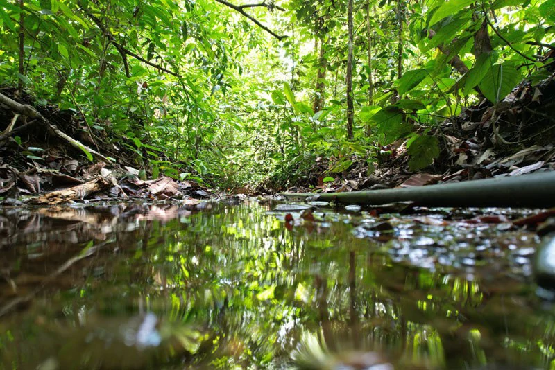 173-Acres of Nature Reserve with Spectacular Primary Forest & Golfo Dulce Views - Gallery image 5