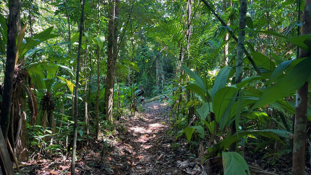 FINCA CERRO DEL TIGRE! OVER 20 ACRES OF PRIMARY FOREST AND WATERFALLS.: Mountain Agricultural Land For Sale in La Unión - Gallery image 21