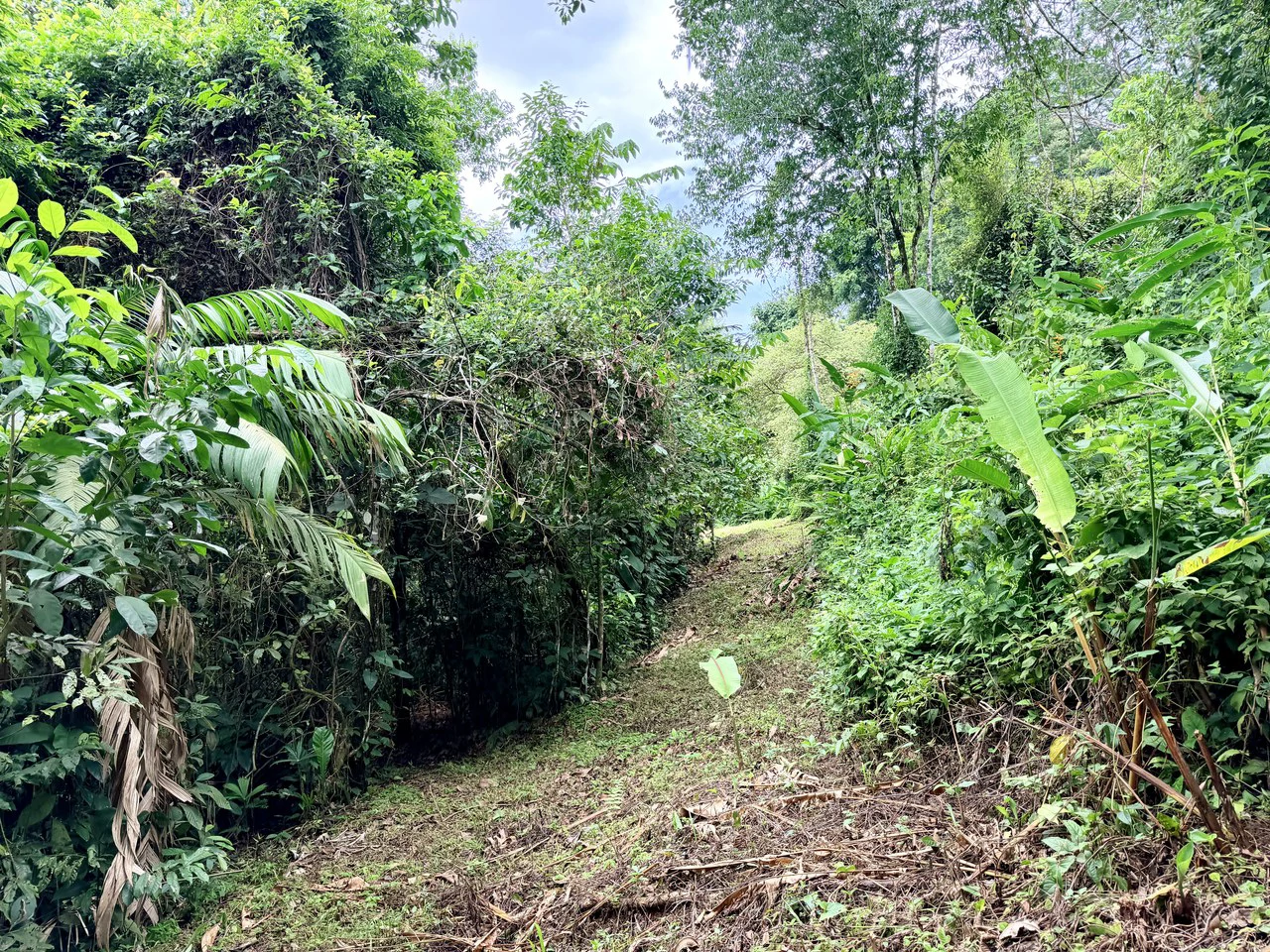 Uvita Development Farm - 40.47 Acres Estate - photo 8