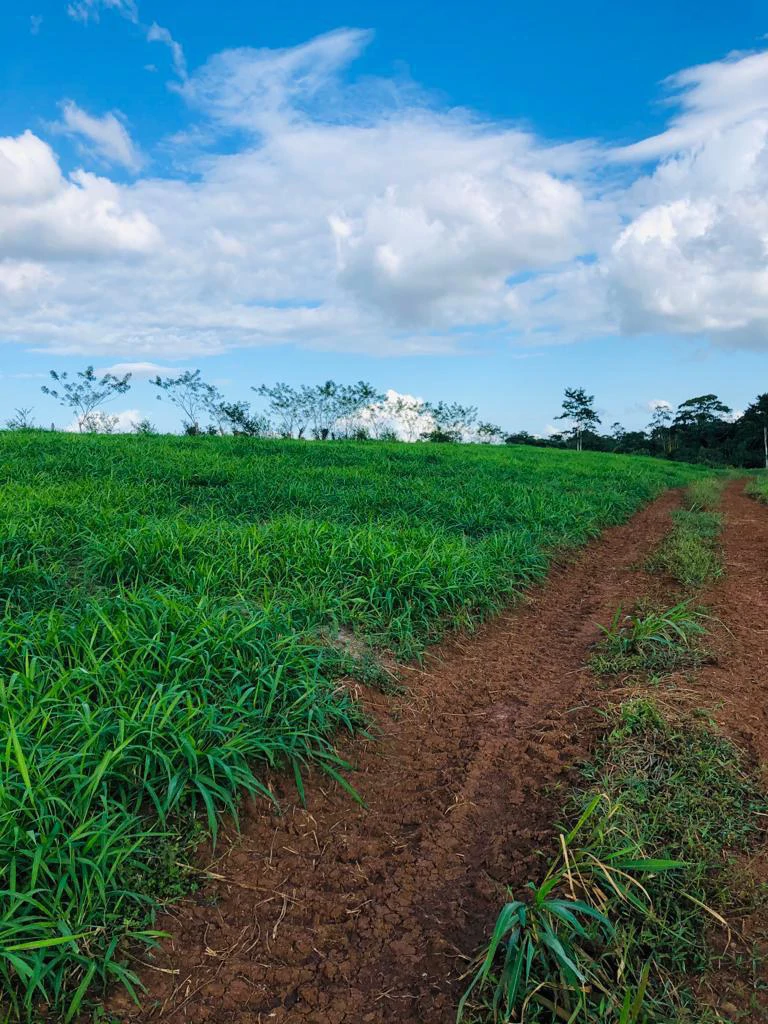 Professional Milk Factory for Sale with a big house in the mountains of Bijagua Costa Rica - Gallery image 6