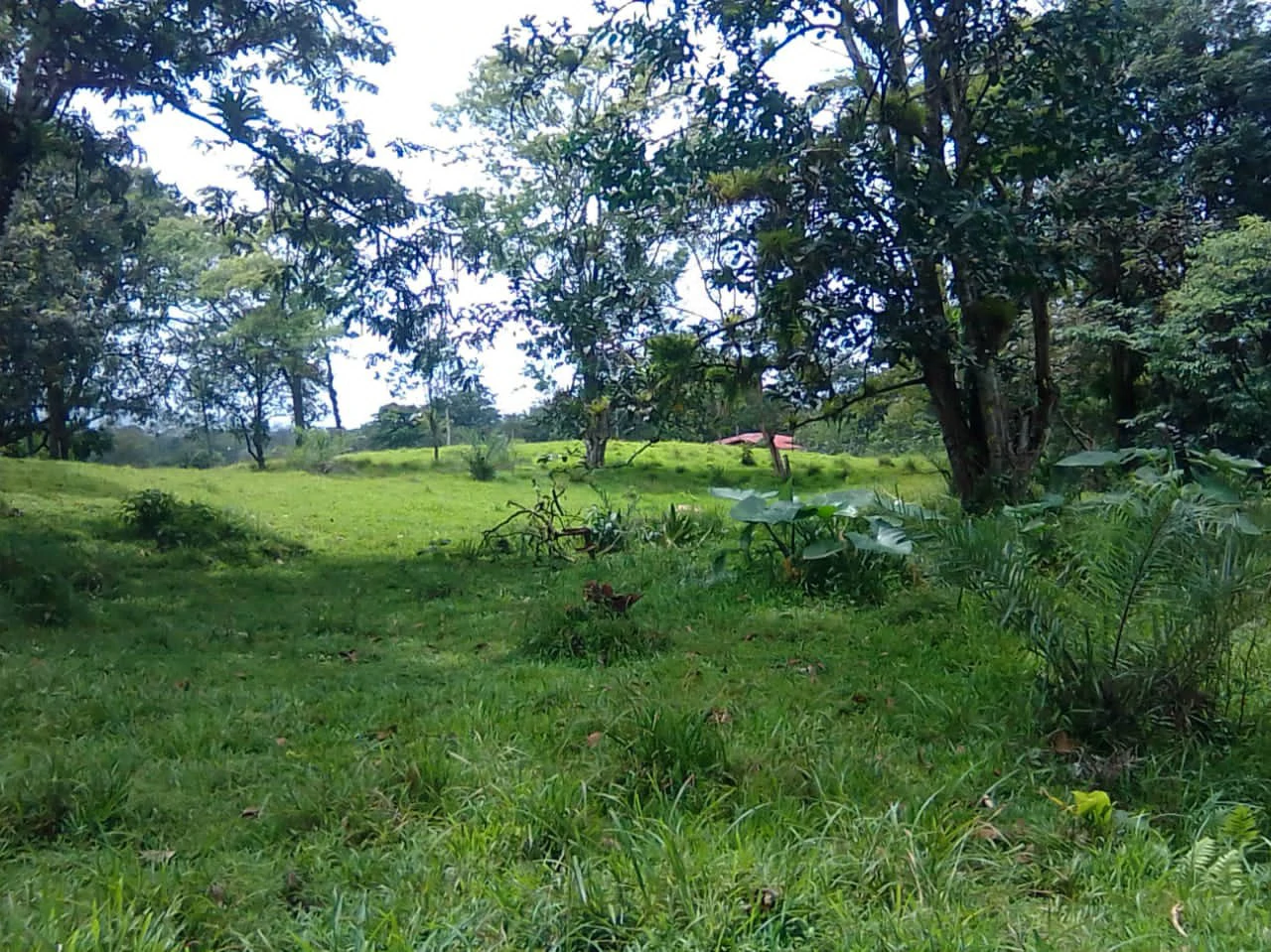 Cattle farm for sale in Aguas Claras with 1 corral and enchanting views - Gallery image 12