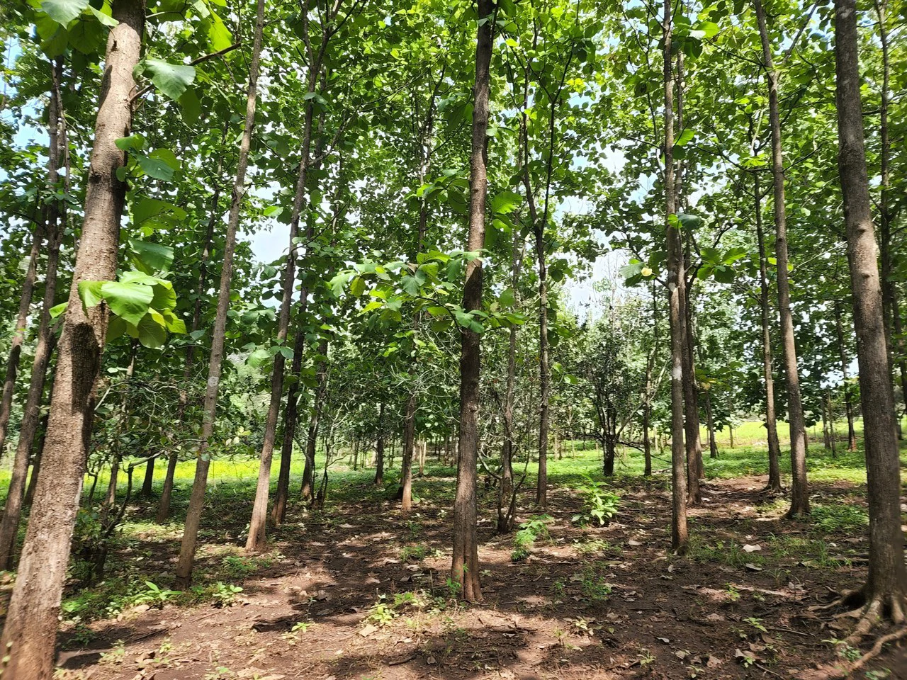 INVEST IN A TEAK PLANTATION FOR 25 YEARS - Gallery image 22