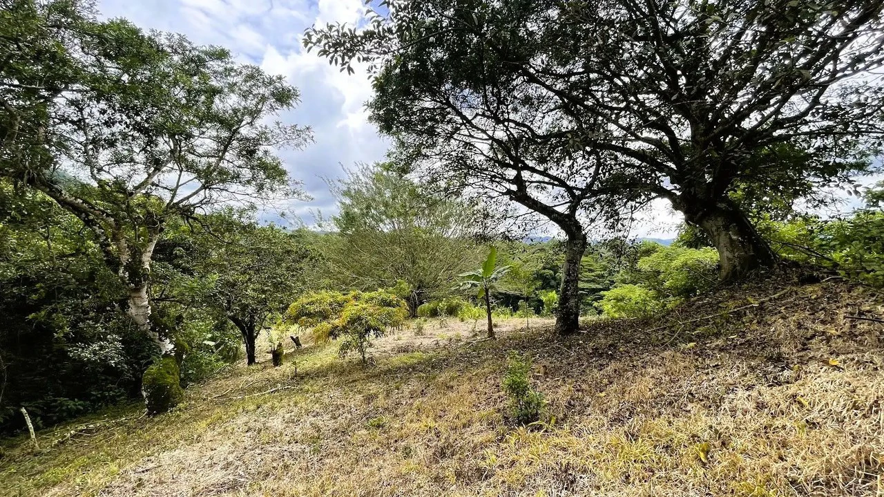 LAND FOR SALE IN SAN MIGUEL, NARANJO - Gallery image 20