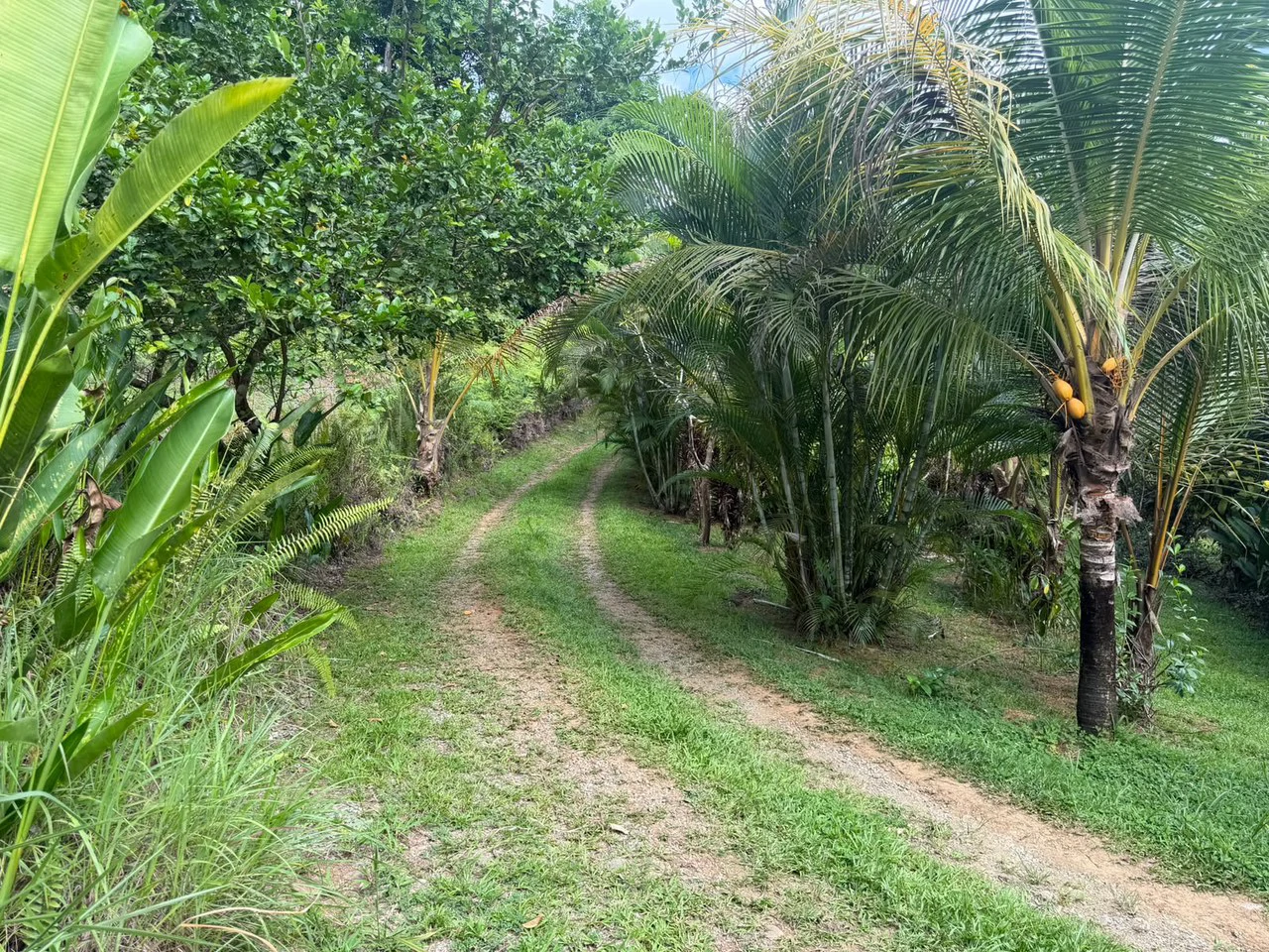 COMPLEJO TURISTICO CON CABINAS: Near the Coast and Mountain Development Parcel For Sale in Barú - Gallery image 5