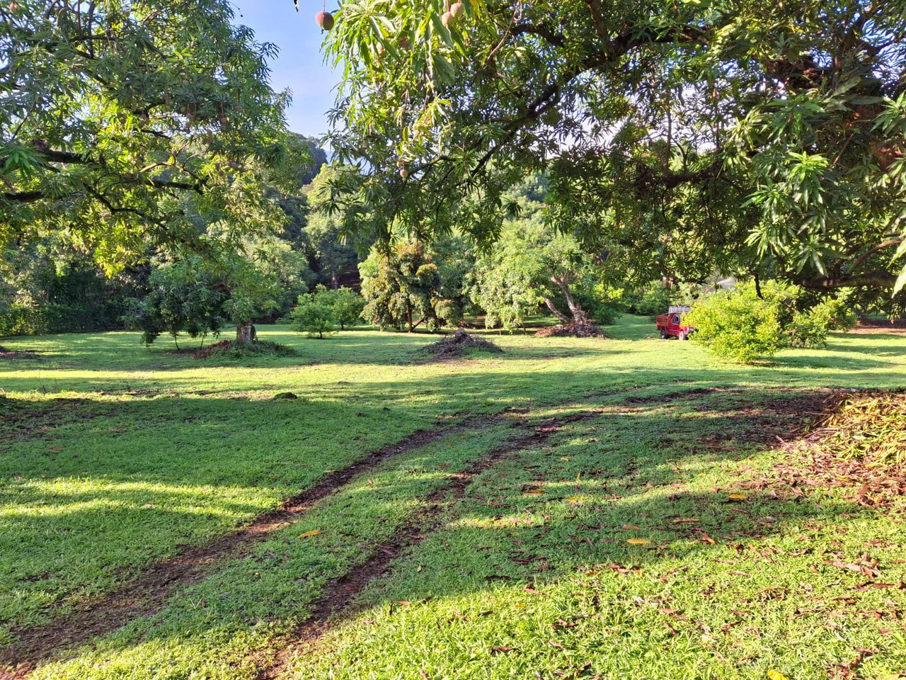 Profitable Finca...Multi USE property with Muni Approval - Gallery image 4