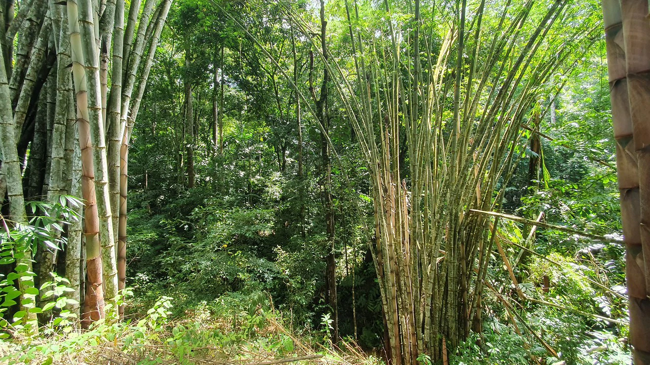 Property #1 with Bamboo Plantation, Development Opportunity (Residential, Hotel, and Industrial). - Gallery image 9