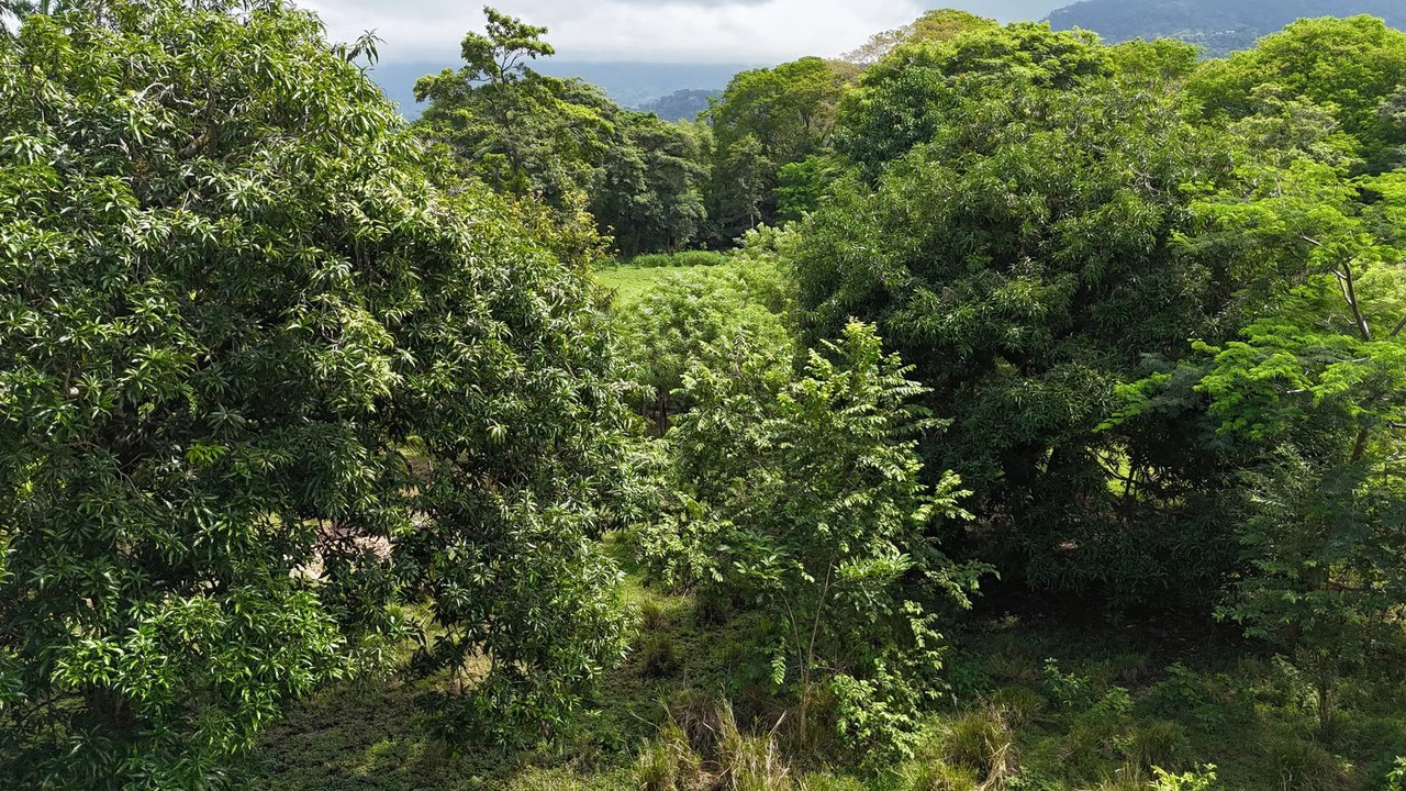 Walk to the beach, Developement Land, Mini Ranch, Central Uvita - Gallery image 16