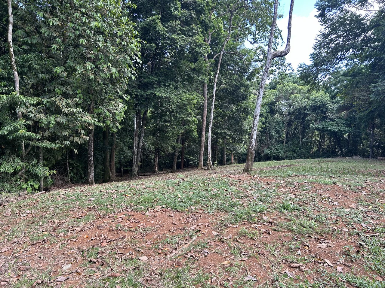 Cabo Matapalo: Jungle View Lot Priced To Sell! - Gallery image 5