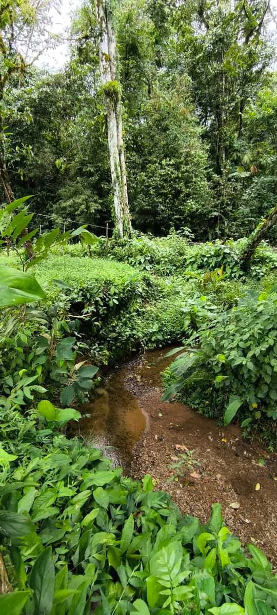 23 Acres of Paradise at Bahia Drake - Gallery image 23