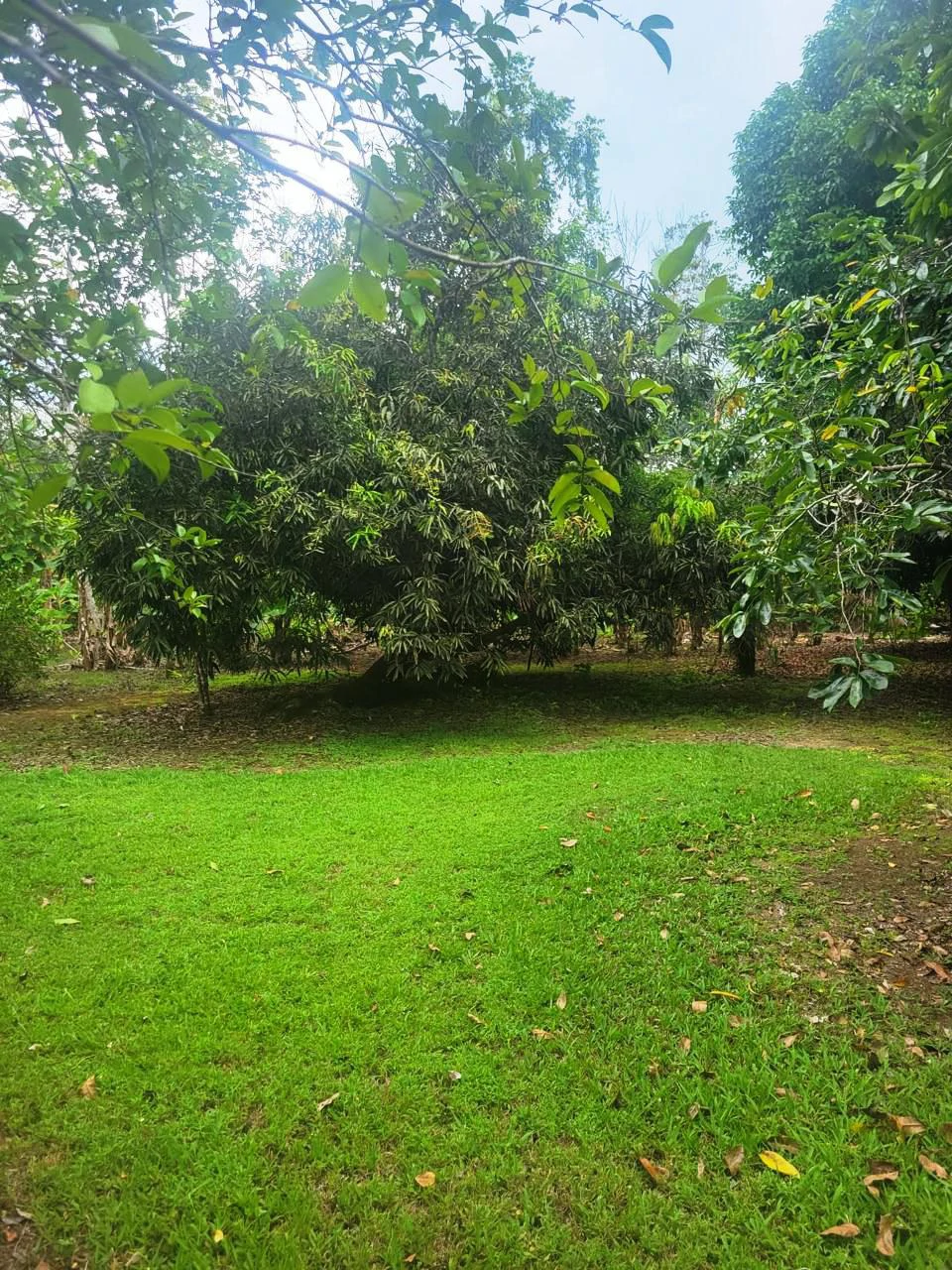 Tropical Fruit Farm in Playa Cañaza Build Your Dream Home in Paradise - Gallery image 15