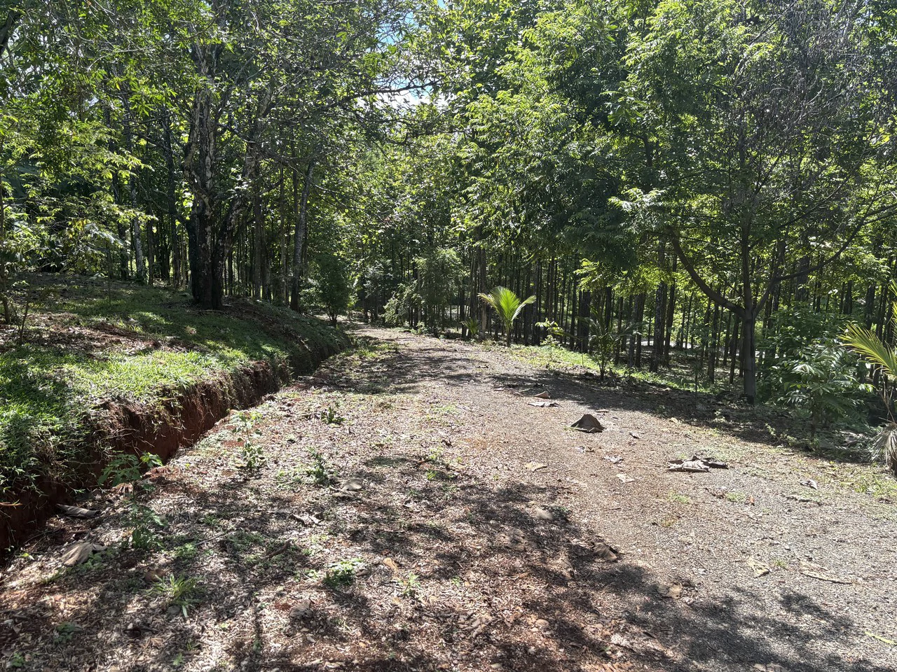 7-Hectare Farm with Teak Plantation, Existing Home & Eco-Development Potential Near Parrita, Costa Rica - Gallery image 16