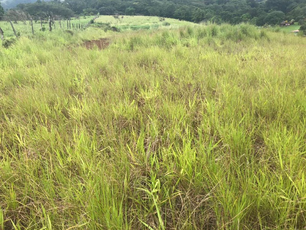 Lot with High Development Potential in Bijagua, Valle de Miravalles, Costa Rica - Gallery image 8