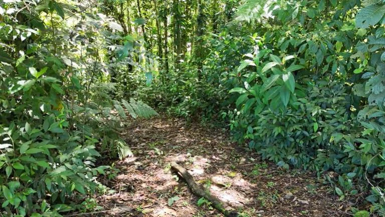 Lote en venta ubicado en Tirra de Rivas, Costa Rica.: Mountain Home Construction Site For Sale in San Isidro del General - Gallery image 8