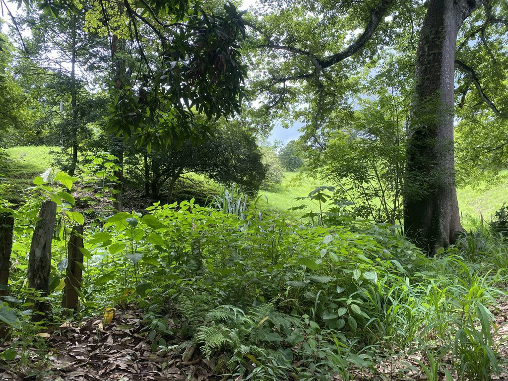 Finca Rio El Carmen: 3 HA Finca with Elevation Across from Renowned Rio Ora, 1 HA parcels available, Three 1700 m2 lots - All available in Rustic El Carmen - Gallery image 12