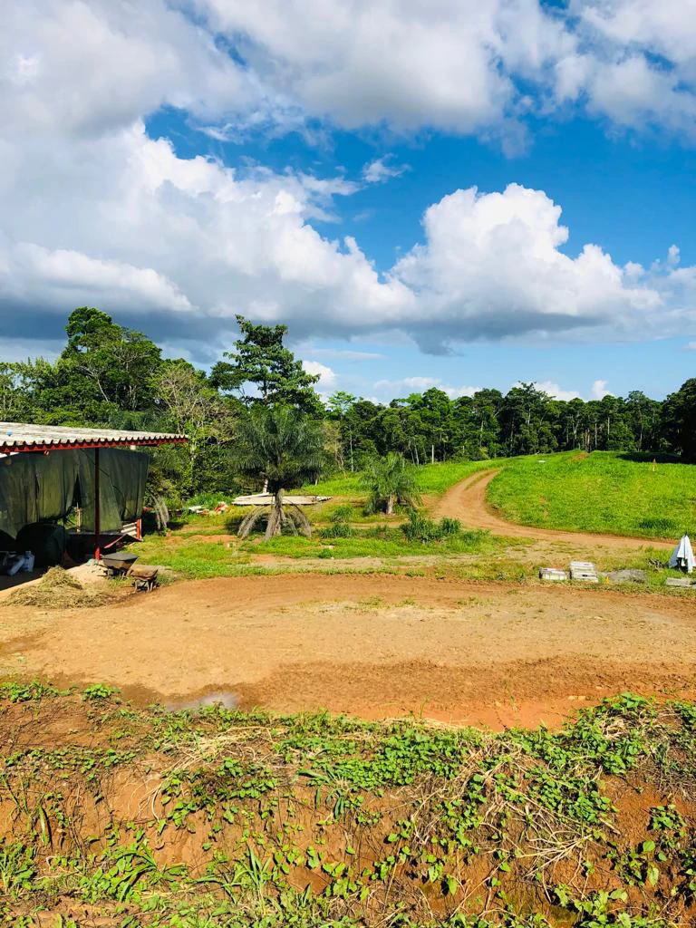 Professional Milk Factory for Sale with a big house in the mountains of Bijagua Costa Rica - Gallery image 5