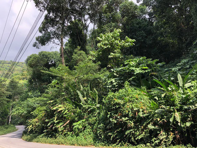 6.5 ACRES – Space To Grow, Build & Thrive, Close To The Beach & Commercial Potential Road Frontage!!!!!: Mountain and Countryside Development Parcel For Sale in Platanillo de Dominical - Gallery image 3