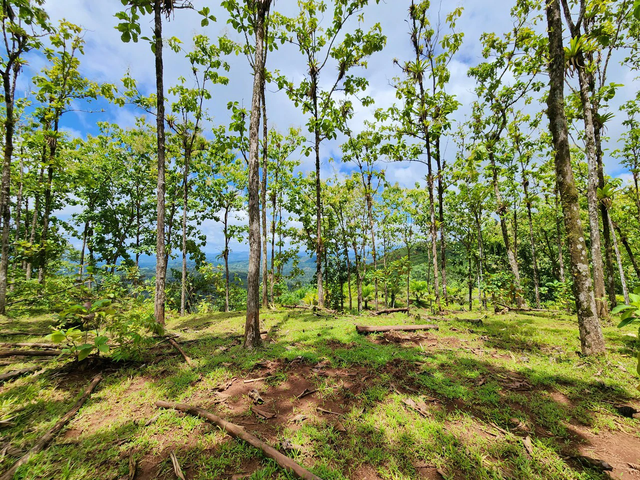 PRIME PARRITA FARM FOR SALE - Gallery image 42