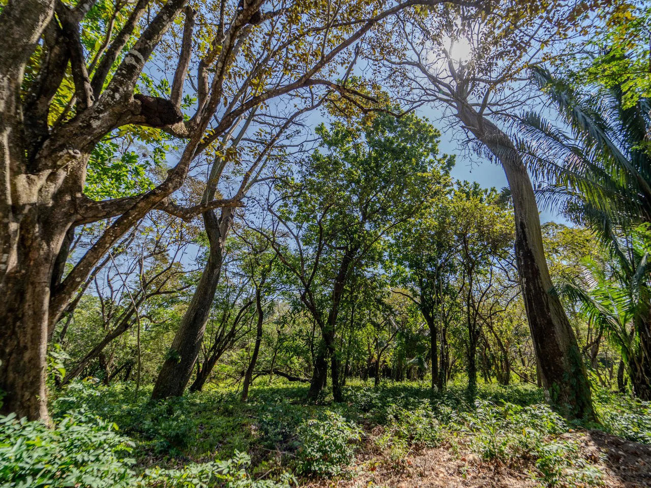 Finca Punta Indio: Dream Investment Opportunity - Gallery image 6