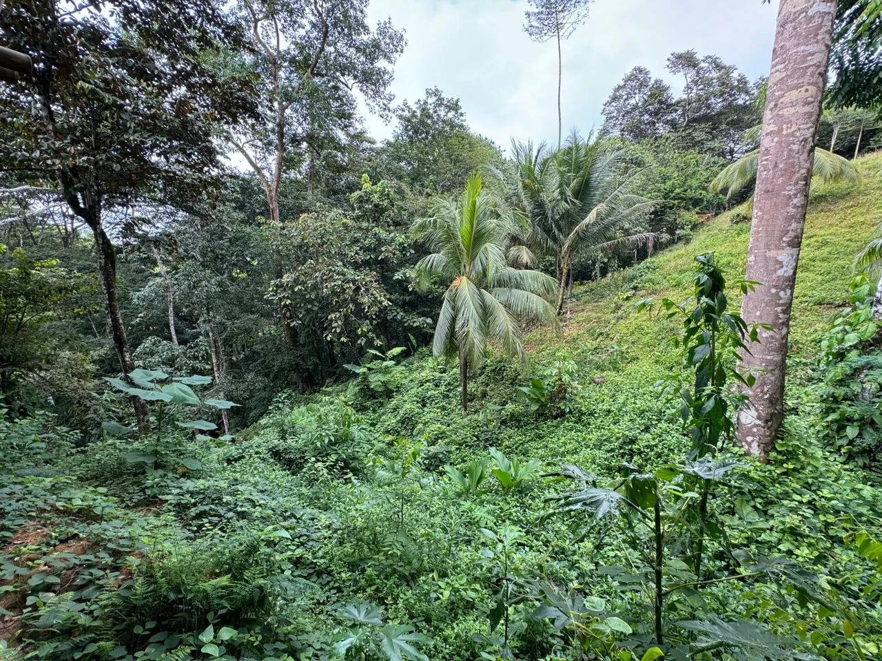 0.69 ACRES – Bamboo And Wooden Commercial Building On The Paved Coastal Highway Between Uvita And Ojochal!!!: Near the Coast, Riverfront, Mountain and Countryside Mixed Use Building For Sale in Uvita - Gallery image 10