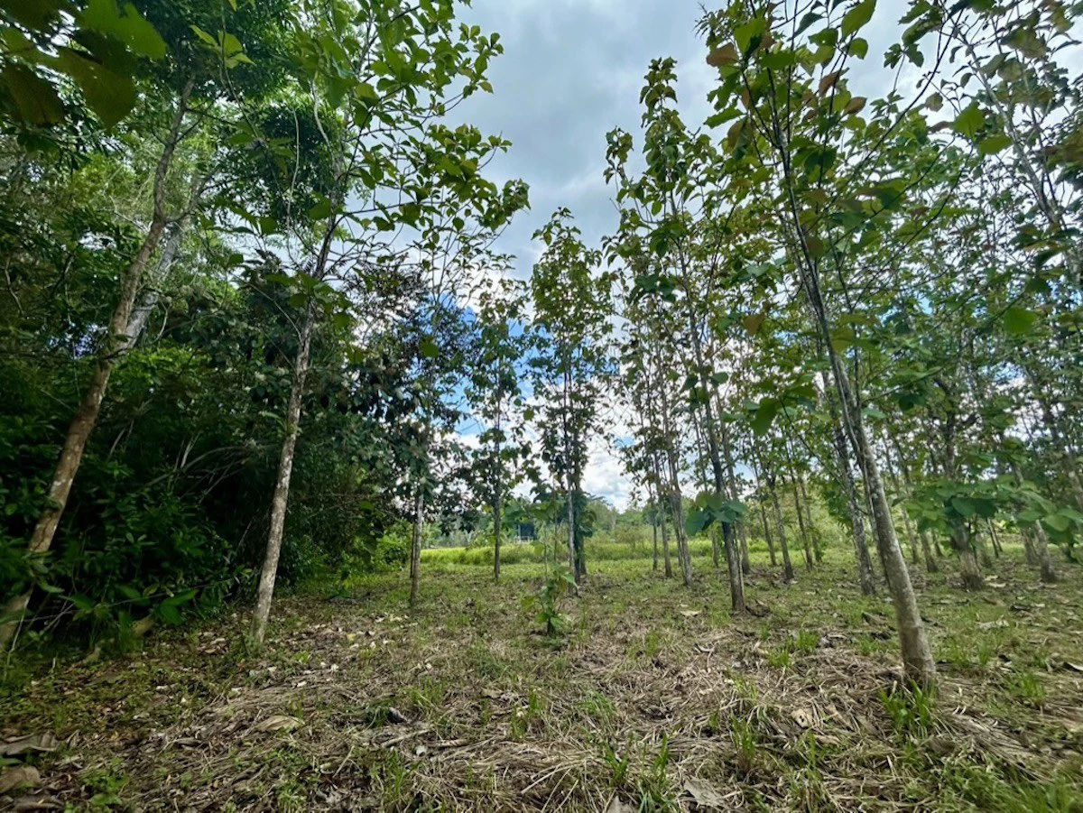 2.4 Acres Building Lot in Osa Peninsula - Gallery image 12
