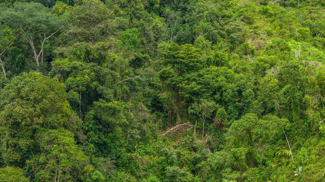 Costa Rican Gem with Conservation Potential: Preserve 26 Acres of Pristine Land - Gallery image 20