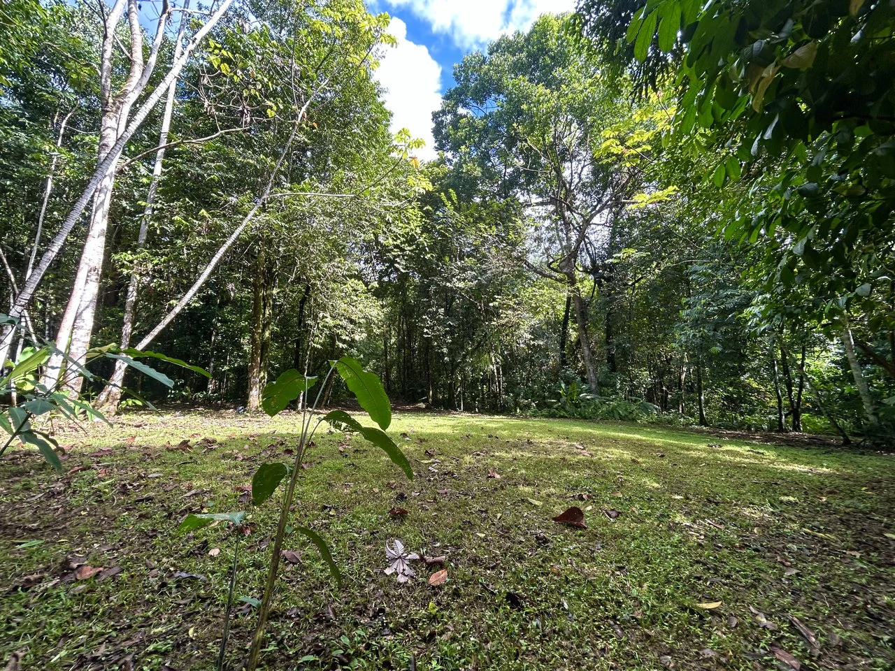 Selva Vista Estate: 5.9 Acres of Wild Beauty - Gallery image 23