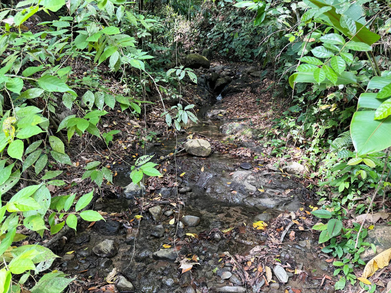 1 Acre Jungle Lot with River in Playa Dominical - Gallery image 8