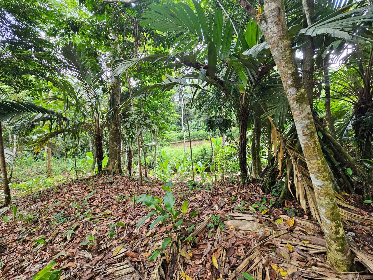 1800 sqm Lot in Cocles, Outside of Reserve: Jungle Living at it’s Finest in Colces, Outside of the Reserve. - Gallery image 2