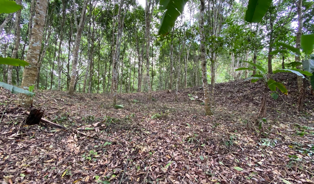 1.9 ACRES – Very Usable Flat Land Divided By An Across Running Creek, Tons Of Fruit Trees Plus Woods In The Back!!! - Gallery image 8