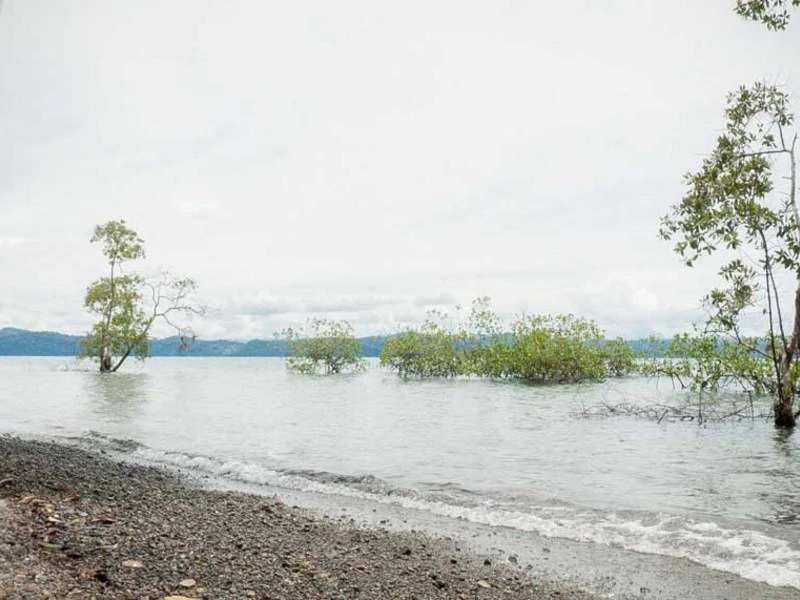 Titled Beach Property in the Osa - Gallery image 17