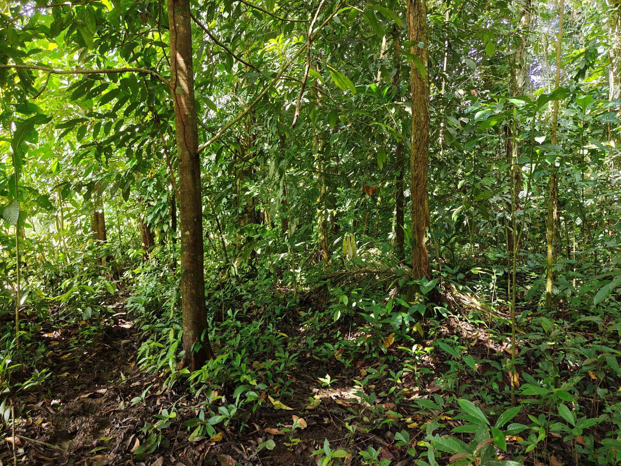 12,041m² Treed Lot with Great Potential: Wooded Lot with Creek – Rewilding Opportunity Near Puerto Viejo - Gallery image 5