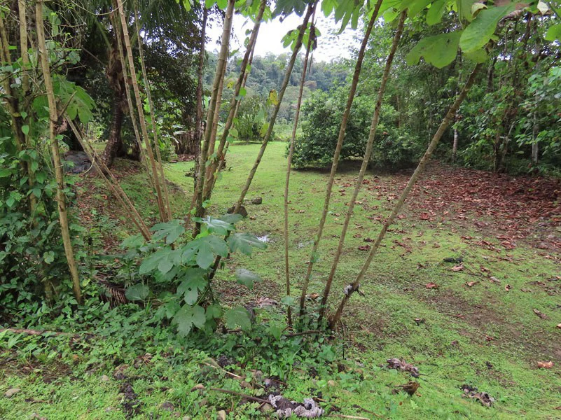 Land For Sale in Dos Brazos, Puerto Jimenez, Ideal For Home Surrounded by Nature - Gallery image 19