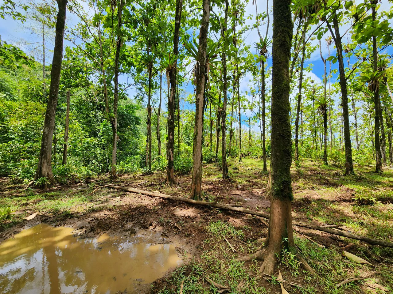 PRIME PARRITA FARM FOR SALE - Gallery image 45
