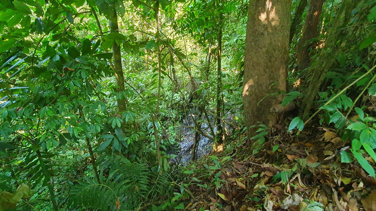 CONSERVATION AND DEVELOPMENT LAND WITH OCEAN VIEW IN SIERPE, COSTA RICA - Gallery image 16