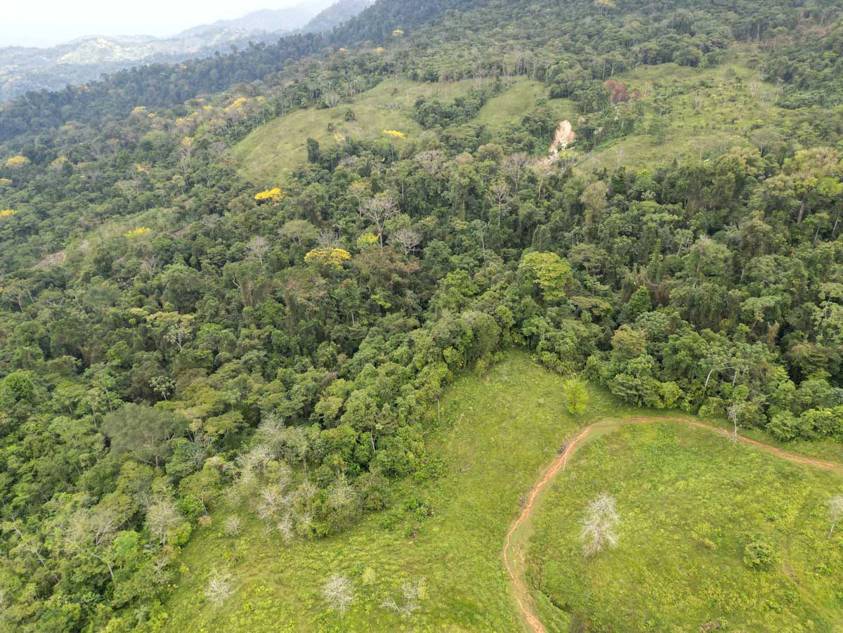 Fire Sale Farm with Ocean View | Piedras Blancas, Osa Peninsula - Gallery image 9