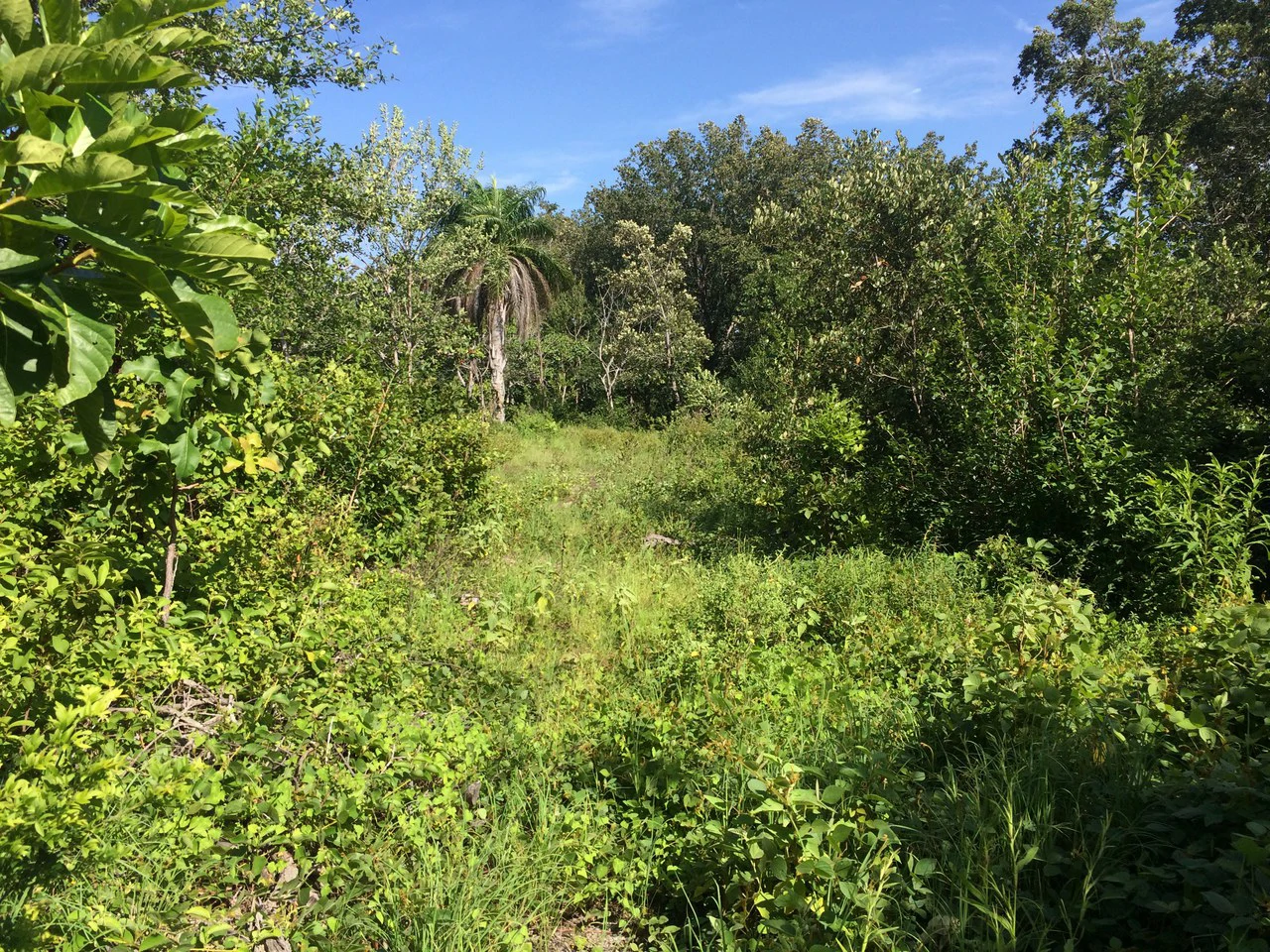 Finca de 31 hectáreas en Liberia: Great investment opportunity - Gallery image 13