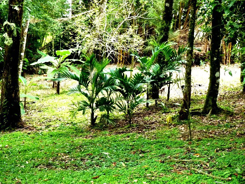 BAMBOO GARDEN - Large Country Home - Ready for Your Personal Touch! - Gallery image 19