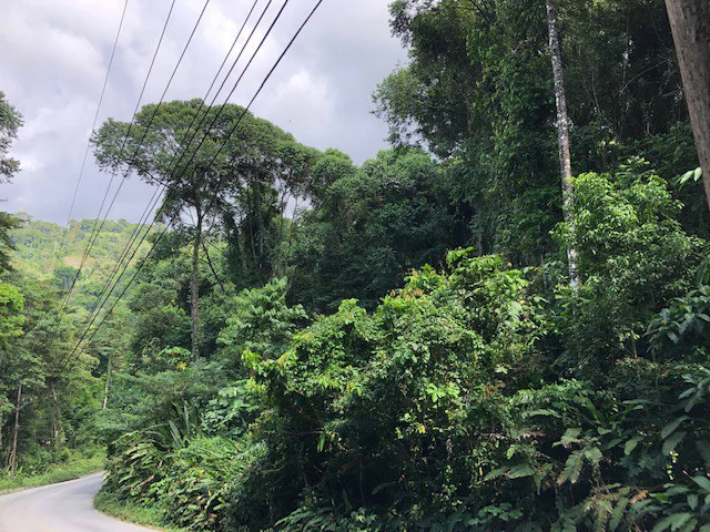 6.5 ACRES – Space To Grow, Build & Thrive, Close To The Beach & Commercial Potential Road Frontage!!!!!: Mountain and Countryside Development Parcel For Sale in Platanillo de Dominical - Gallery image 5